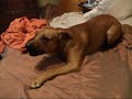 L.D. the Black Mouth Cur Spin Drying