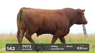 LOTE 142 - TOUROS ANGUS - LEILÃO SÃO BIBIANO 2021