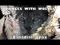 LYNX