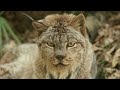 LYNX