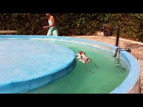 GUARDERIA CANINA DON PERRO guarderia canina don perro:
