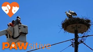 Five Baby Storks are Starving After Losing Their Parents