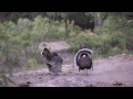 2014 Gould's Turkey Hunting Video-Brian Juell First Gould's