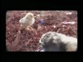 baby chicks with clarabell