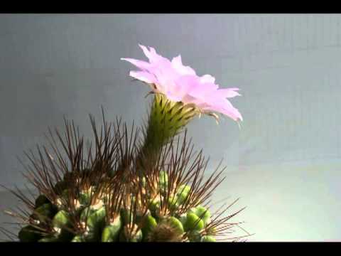 Header of Acanthocalycium violaceum