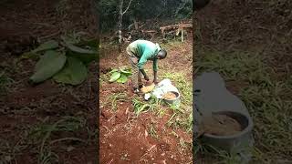 Slaughter Chickenhow We Got In The Village Covenant Family