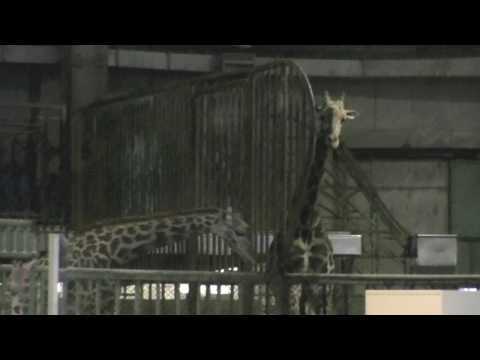 キリンのアプローチ（札幌円山動物園）