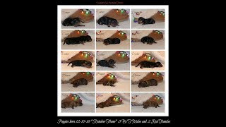 Puppies Born 12-10-18 Ch Dunham Lake Bolero's American Rhythm "Ravel"