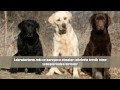 Köpeği