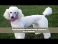 Köpeği