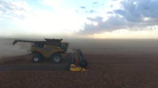 Peas Harvest. Delage Farms 2016. Markusson New Holland.