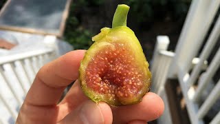 Monaco Fig - Rare Italian Variety