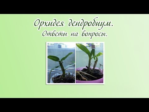 В горшке с орхидеей детки В горшке с орхидеей детки