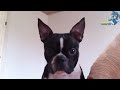 Cute Dog Head Tilt And Babies Compilation 2015 - HD