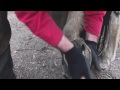 Barefoot Maintenance Trim with Wild Knife- Natural Hoof Care