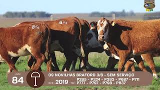 LOTE 84 | Remate Braford Estância do Sossego 2021