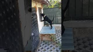 Jagdterri̇er Radovan