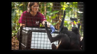 Spider Monkeys at the Zoo with Dr. Darby Proctor (FIT)