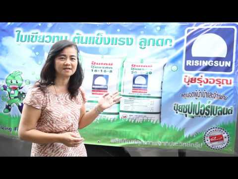 3 5 2559 รับอรุณกับปุ๋ยรุ่งอรุณ 2 min