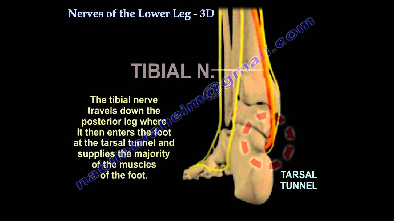 Nerves Of The Lower Leg 3D - Everything You Need To Know - Dr. Nabil