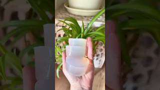 Gelée Arrosage Riches En Minéraux Et Nutriments