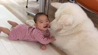 TRY NOT TO LAUGH - Cute DOG Videos #12
