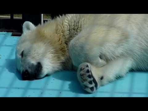 おびひろ動物園　ホッキョクグマ　イコロの寝息