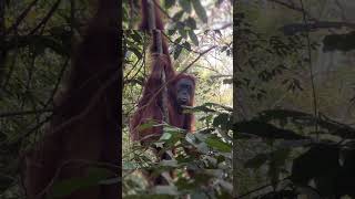 Orangutan Hanging Around.