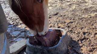 Horse Licks Salt With Top And Underside Of Tongue