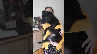 Patterdale Spyker Size Comparison Sweety Is 163 Cm. Bsl Estacado Fell Terrier Mive Head Small Dog