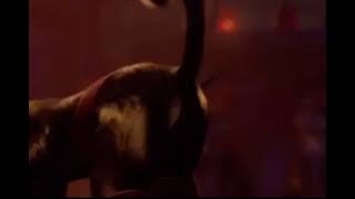 Kitty Softpaws Shaking Her For 2 Minutes
