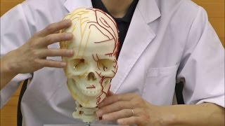 頭蓋，神経血管表示モデル：動画
