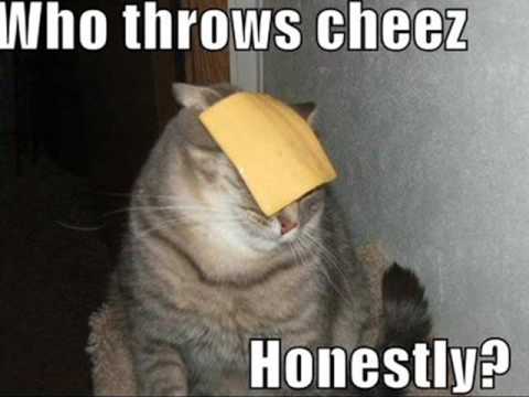 Lolcats Top Pictures