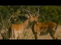 Animals in Love - Animali innamorati - Les animaux amoureux - Animales enamorados