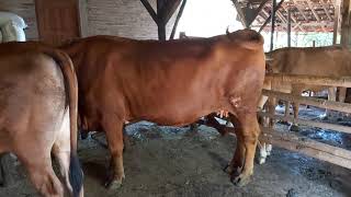 Sapi Sudah 9 Bulan, Kapan Waktu Lahirnya ?