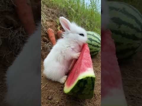 Video ngắn Hài Hước Triệu View #short