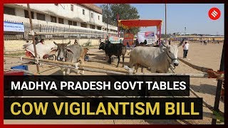 Madhya Pradesh govt tables cow vigilantism bill