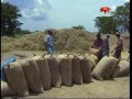 Bountiful harvests but low returns - farmers experiences in Ampara