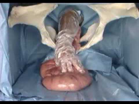 Rectal palpation technique for a pregnant cow . - YouTube