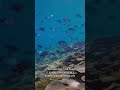 The Great Barrier Reef | 7 Natural Wonder Of The World #shorts
