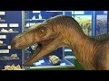 2018.07.24. - Új modellel bővült a szegedi dinoszauruszkiállítás