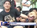 Pitbull Anjing Setia Bertampang Sangar images Pitbull Anjing Setia Bertampang Sangar