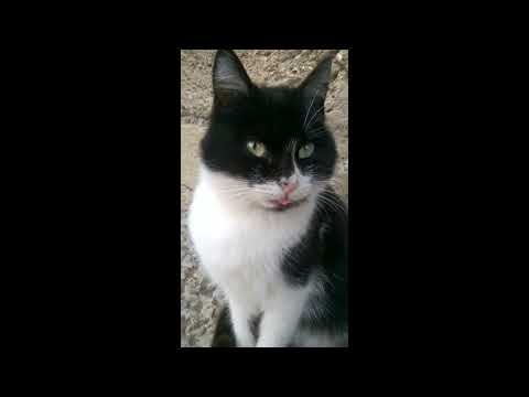 oreo kitty cat #Shorts