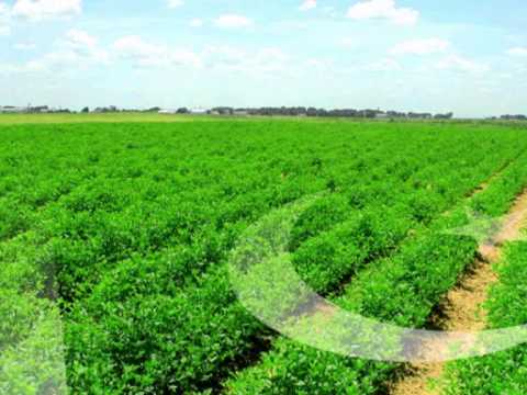 Milli Naghma-Yeh Watan Tumhara Hai.