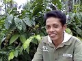 image Petani Ogah Petik Buah Kopi Merah Tahu Kenapa