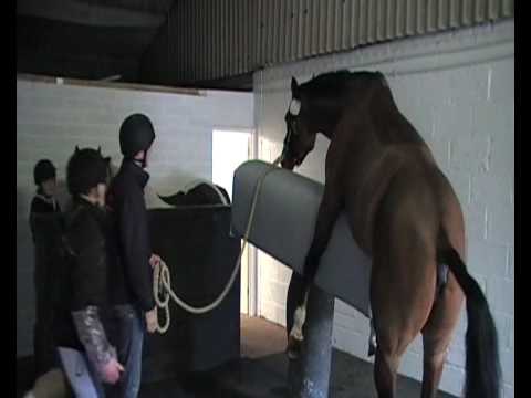  dummy mare and allow us to collect semen using an artificial vagina