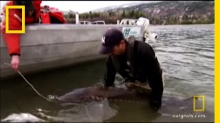 Sturgeon Surgery Hooked Monster Fish Of America