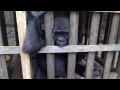 The Illicit Trade in Great Apes | World Wildlife Day