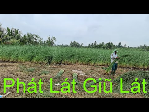 Phác Lát , Giũ Lát, Thu Hoạch Lát, Để Dệt Chiếu Miền Tây.