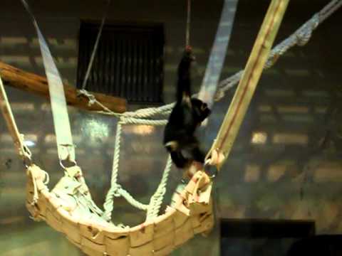 いしかわ動物園    チンパンジーのハロー♂  2010／12／27／